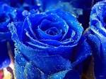Rosas Azules