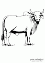 Bull coloring page