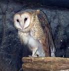 Barn Owl   WhoZoo