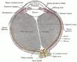 <b>Conjunctiva</b>