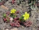 Alderney, Channel Islands. This is a very rare flower in the UK, - via Daymix