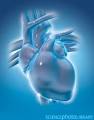 Cold Heart