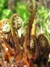Tree ferns (the plant shown here is Dicksonia antarctica and originates from - via Daymix