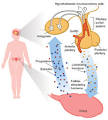 Releasing <b>hormones</b> enter the