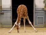 in Even-toed ungulate, - via Daymix