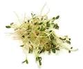 Cook's Thesaurus: Sprouts