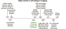 Major events in cell biology