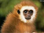 http://images.fanpop.com/images/image_uploads/animals--the-animal-kingdom-248730_1024_768.jpg
