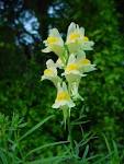 Linaria vulgaris, AKA toadflax - via Daymix