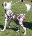 chinese crested dog - toy dog breeds - online dog encyclopedia ...