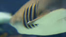 theora: OriginOfSpecies (where subject = '06 - Difficutiles in ...