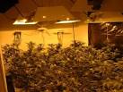 Amsterdam Marijuana Seeds » General Indoor Growing Marijuana