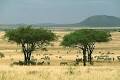 african_savanna.