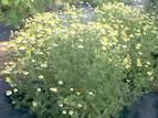 Flowers Gallery » Blog Archive » Chamomile Pictures