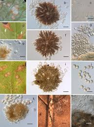 Результат пошуку зображень за запитом "Leptothyrium castaneicola"