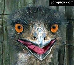 images?qtbnANd9GcTJJlKUUzLSjQtScYmHUz8YgdHyZQaVunWfkwVmhBRAiuzjzMHw