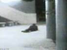 Copper thief suspect slithers away with BROKEN BACK after falling ...