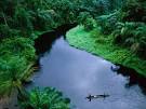 Congo Guide -- National Geographic