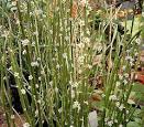  candelilla -- Britannica Online Encyclopedia