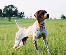 Ray Dohse's Field Trial Dogs