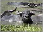 File:Water buffalo.jpg - Wikipedia, the free encyclopedia