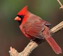 Northern Cardinal, Identification, All About Birds - Cornell Lab ...
