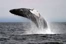 Humpback Whale Watching in Big Sur California
