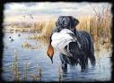 Duck Hunting Dogs, Your Hard Working Partner | The-
