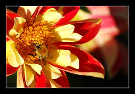 Fette Biene oder dünne Hummel?*** - Bild \u0026amp; Foto von Rico Schröter ...