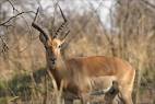 The Antelopes