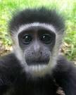 ZooBorns: Colobus Monkey