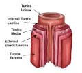 Structure of an <b>artery</b>