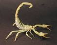 Arachnida