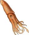 File:Squid transparent.png - Wikipedia, the free encyclopedia