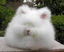 Alpaca Farm Girl » The Bunny – Angora Rabbit