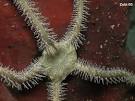 Echinoderms (starfish, brittle star, sea urchin, feather star, sea ...