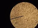 Tags: glucose (45) , glucose (0) , fermentation (38) , yeast (58) , - via Daymix