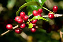 Coffee Plant Types - Coffea Arabica and Coffea Robusta Varieties
