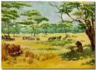 E. E. Reynolds, Boy Scouts. Animals of the African Veldt