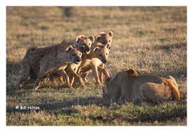 images?q=tbn:ANd9GcTKptXwFTLjR_bbHZ1BxYgq1exAkVKcy7DBLpco1SFMgR3RX47iPr9lHvEk