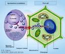 Scientists Discover New Route for GM-gene 'Escape' « Wake-up Call