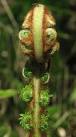 Dicksonia antarctica and - via Daymix