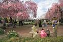 Subaru Cherry Blossom Festival