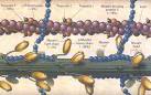 Medical Progress: The Management of HYPERTROPHIC CARDIOMYOPATHY