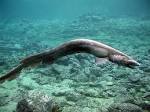 Frilled shark -Intact Nature