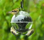 bird feeding