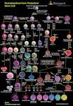 <b>Hematopoiesis</b> from Pluripotent