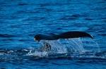52-Hertz song of world's lonliest whale | Biodiversity | EarthSky