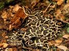 BURMESE PYTHONs, BURMESE PYTHON Pictures, BURMESE PYTHON Facts ...