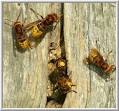 mean hornets - Georgia Outdoor
